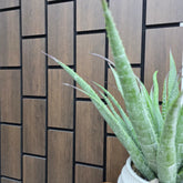 Main view of 60x240 dark oak brick wall panel UK featuring slatted brick-style design, rich wood finish, and modern acoustic wall solution. solid furniture UK